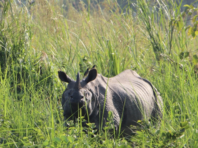 Rhinoceros in Chitwan National Park