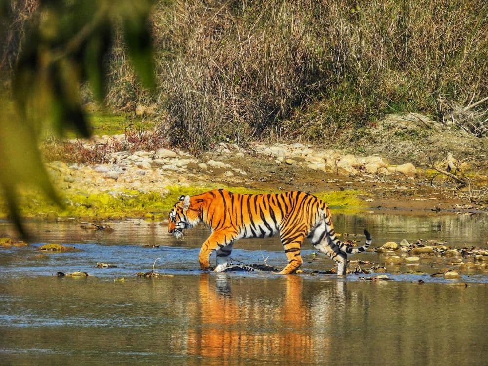 complete cost of bardia jungle safari cost in nepal